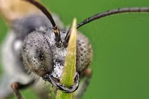 Khó tin cặp mắt của côn trùng siêu nhỏ dưới ống kính macro 