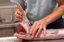 Những quái ngư có vẻ ngoài ám ảnh, nhìn một lần nhớ cả đời