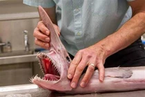 Những quái ngư có vẻ ngoài ám ảnh, nhìn một lần nhớ cả đời