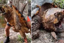 Cảnh tay không bắt rùa cá sấu siêu khổng lồ như quái vật tiền sử