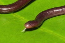 Kỳ lạ rắn giun siêu tí hon “không chồng mà chửa” ở Việt Nam