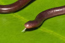 Kỳ lạ rắn giun siêu tí hon “không chồng mà chửa” ở Việt Nam