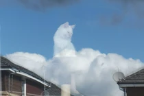 Chú mèo hút triệu like vì biệt tài ngồi trên mây như photoshop