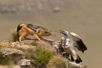 Kền kền liều mạng cướp mồi từ chó sói và cái kết bất ngờ