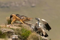 Kền kền liều mạng cướp mồi từ chó sói và cái kết bất ngờ