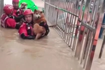 Giải cứu 20 con chó mắc kẹt do mưa lớn ở Trung Quốc