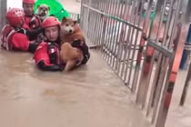 Giải cứu 20 con chó mắc kẹt do mưa lớn ở Trung Quốc