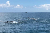 Những lần cá heo xuất hiện nô đùa trên vùng biển Việt Nam