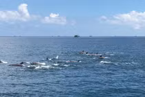 Những lần cá heo xuất hiện nô đùa trên vùng biển Việt Nam