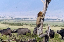 Trâu rừng nổi máu anh hùng tấn công sư tử cứu nguy voi con