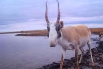 "Bẫy ảnh" chụp được loạt động vật quý hiếm nhất thế giới 