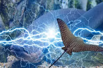 Kỳ lạ 5 loài vật nhỏ bé phóng điện giết được cả cá sấu