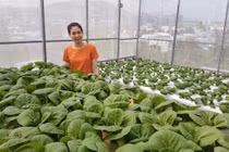 Gia đình trẻ biến sân thượng trống thành "khu vườn trên mây"