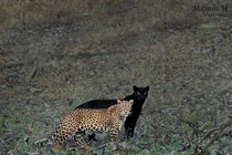 Bức ảnh cặp báo cực hiếm “đáng giá 6 năm chờ đợi” gây sốt