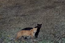 Bức ảnh cặp báo cực hiếm “đáng giá 6 năm chờ đợi” gây sốt