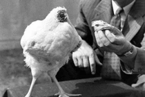 Gà bị chặt đầu vẫn sống thần kỳ, nhưng chết vì... sặc nước