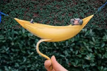 Loạt hình ảnh gây hoang mang ai cũng nghĩ là “đụng chạm” Photoshop