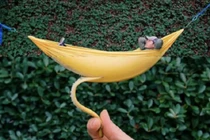 Loạt hình ảnh gây hoang mang ai cũng nghĩ là “đụng chạm” Photoshop