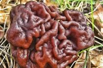 Nấm giống bộ não độc chết người lại được ưa chuộng vì... quá ngon