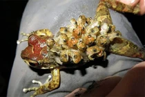 Muôn kiểu sinh sản của động vật: Đẻ con trên lưng, ấp trứng trong miệng 