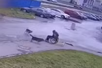 Thanh niên ngồi xe lăn “tử chiến” với đàn chó hoang