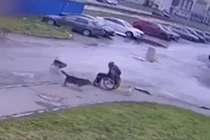 Thanh niên ngồi xe lăn “tử chiến” với đàn chó hoang