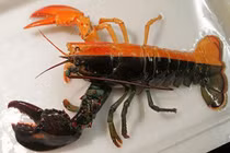 Top 6 loài tôm hùm dị nhất quả đất, triệu con mới có một