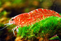 Choáng với thú chơi "bình dân" giá bạc tỷ của giới siêu giàu Việt