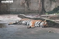 Giữa đại dịch COVID-19, thú ở Thảo Cầm Viên ăn uống thế nào?