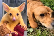 Khỉ tay người, chó mọc sừng và những động vật biến dị cực hiếm