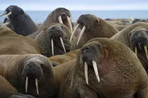 Top 5 sinh vật trên mặt đất có kích thước khủng nhất hành tinh