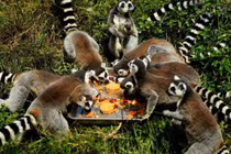 Động vật cũng “đè đầu cưỡi cổ” tranh nhau... ăn bánh Trung thu