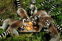 Động vật cũng “đè đầu cưỡi cổ” tranh nhau... ăn bánh Trung thu