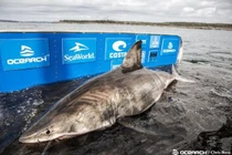 “Nữ hoàng đại dương” siêu khủng bắt được ở Canada thuộc loài gì?