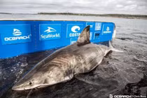 “Nữ hoàng đại dương” siêu khủng bắt được ở Canada thuộc loài gì?