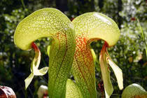 Kẻ ăn thịt đáng sợ trong tự nhiên đội lốt cây hoa đẹp long lanh