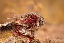 Rùng mình màn “phun máu mắt” tử chiến kẻ thù của thằn lằn sừng