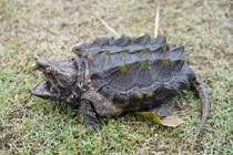 Bắt được sinh vật kỳ dị như thời nguyên thuỷ nghi là rùa cá sấu 