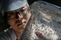 Singapore nuôi hàng triệu con muỗi để... chống muỗi