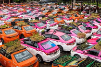 Thái Lan: Tài xế thất nghiệp mùa dịch trồng cây trên nóc xe