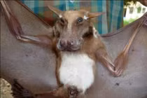 Top 12 loài dơi xấu xí đến nỗi... đồng loại cũng phải xa lánh