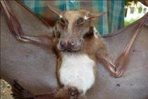 Top 12 loài dơi xấu xí đến nỗi... đồng loại cũng phải xa lánh