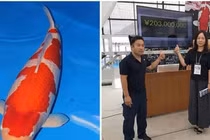 Những con vật được giới siêu giàu săn lùng có giá đắt hơn... siêu xe