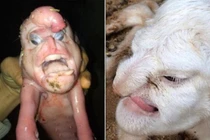 Nhìn lại những quái vật đột biến có bộ phận cơ thể giống người