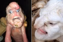 Nhìn lại những quái vật đột biến có bộ phận cơ thể giống người