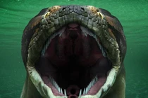 Top 7 sinh vật tưởng chỉ có trong truyền thuyết lại tồn tại ngoài đời