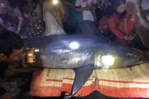 Cá mập xanh "khủng" dạt vào bờ biển Quảng Trị nguy hiểm thế nào?