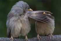 Kinh ngạc khoảnh khắc loài vật hành động giống hệt con người 