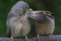 Kinh ngạc khoảnh khắc loài vật hành động giống hệt con người 