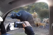 Đại gia đình sư tử thản nhiên xẻ thịt trâu rừng trước mặt du khách